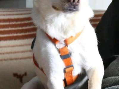 ŻABCIA - cudowna sunia szuka najlepszego domu