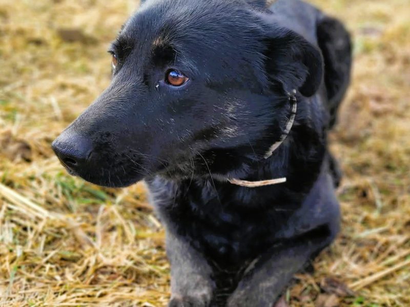 JAGÓDKA - mini labradorka szuka super domu