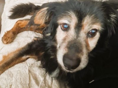 DZIADZIO - nie chce wracać do schroniska, ADOPTUJ!