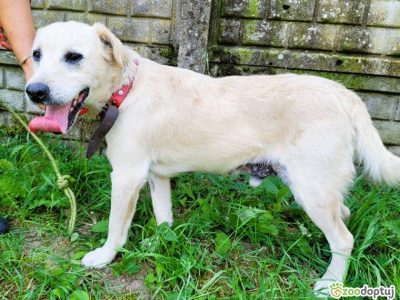 BORYSEK - kochany psiak szuka domu na jesień życia