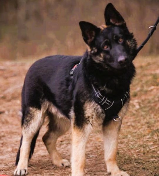NERO - 9 miesięczny, piękny owczarek szuka najlepszego domu