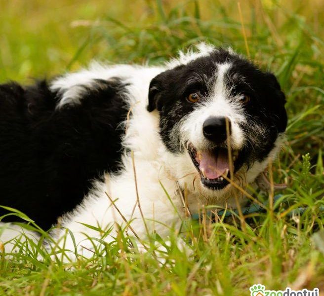 DONALD - piękny psiak w typie wyżła/wilczarza szuka domu