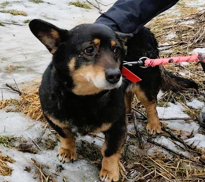 LUSIA - niewielka sunia szuka domu PILNE!