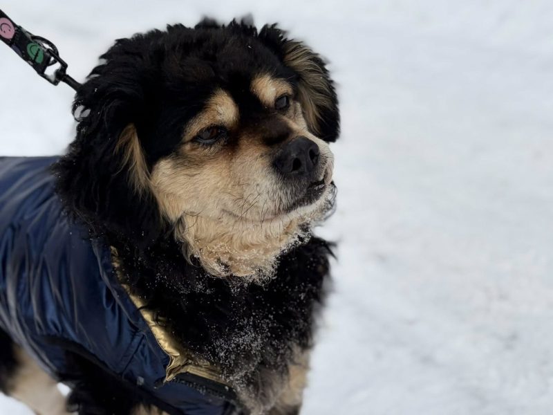 Banan - cudowny psiak uratowany z łańcucha