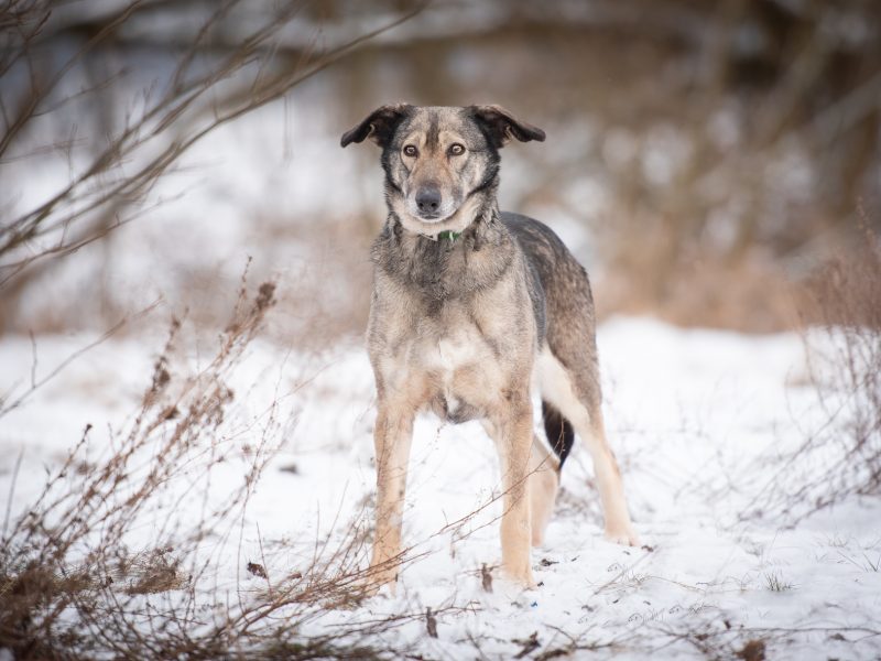 Karinka - niekonfliktowa, delikatna, spokojna sunia