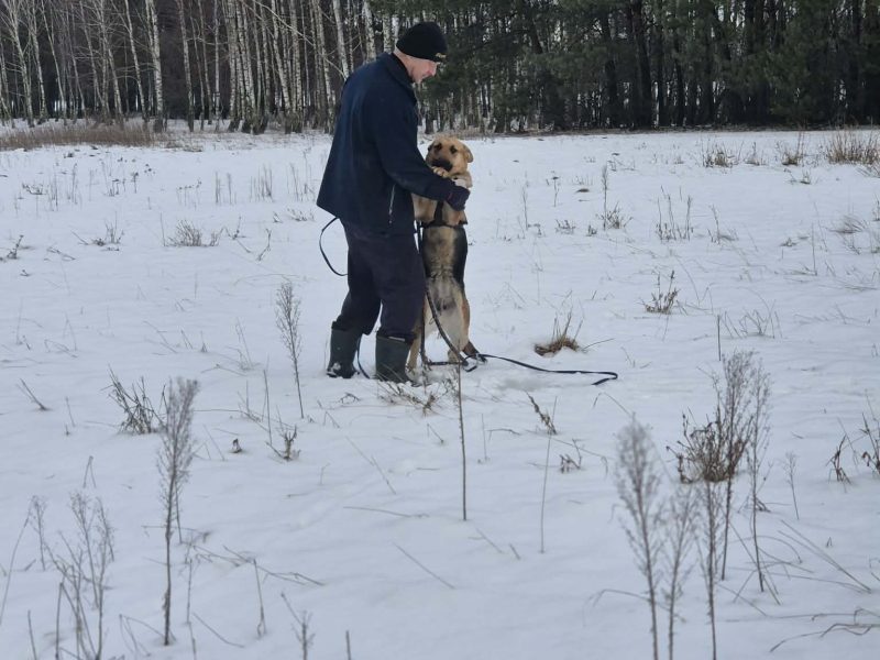 Młoda, radosna Mona w typie owczarka szuka domu!