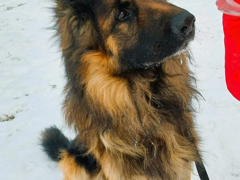 RAMBO - piękny owczarek niemiecki szuka domu