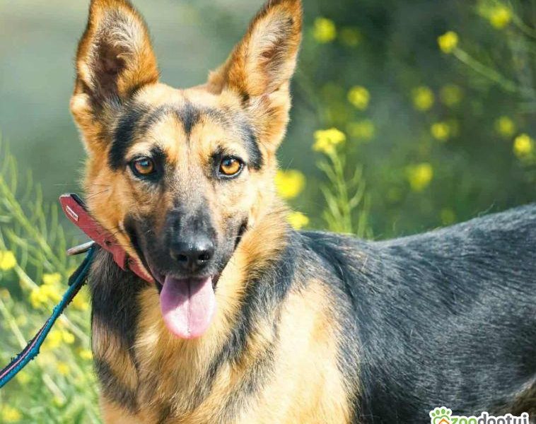 NIKA - cudowna, wrażliwa sunia szuka super domu