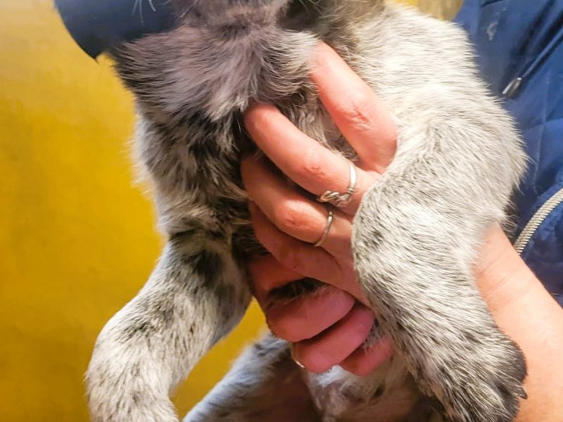 ZOSIA I TOSIA - 5 miesięczne szczeniaczk za kratami, ADOPTUJ