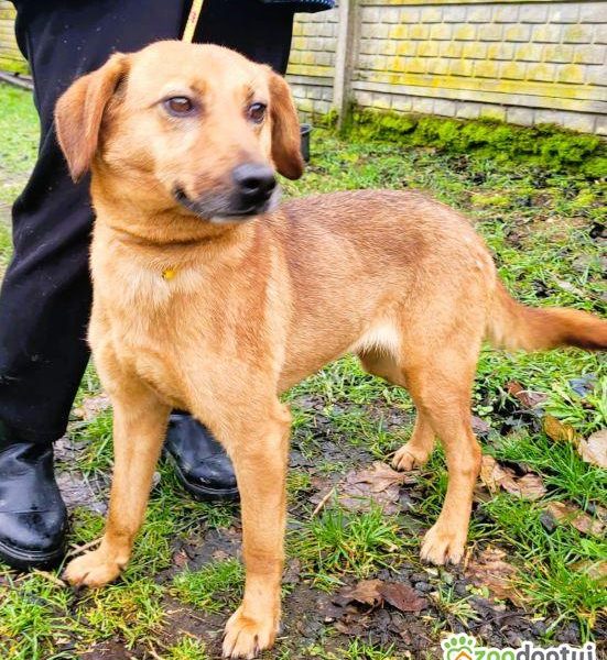 LIPKA - super wesoła, kochana sunia do adopcji