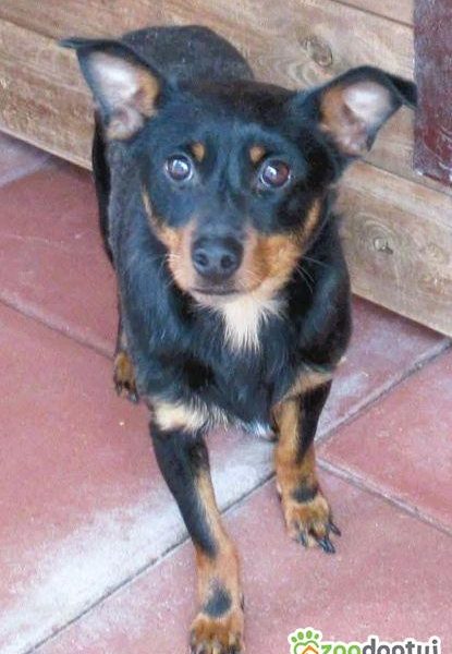 ZORRO - niewielki psiak w typie pinczera szuka domu