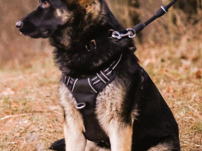 NERO - 9 miesięczny, piękny owczarek szuka najlepszego domu