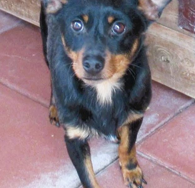 ZORRO - niewielki psiak w typie pinczera szuka domu
