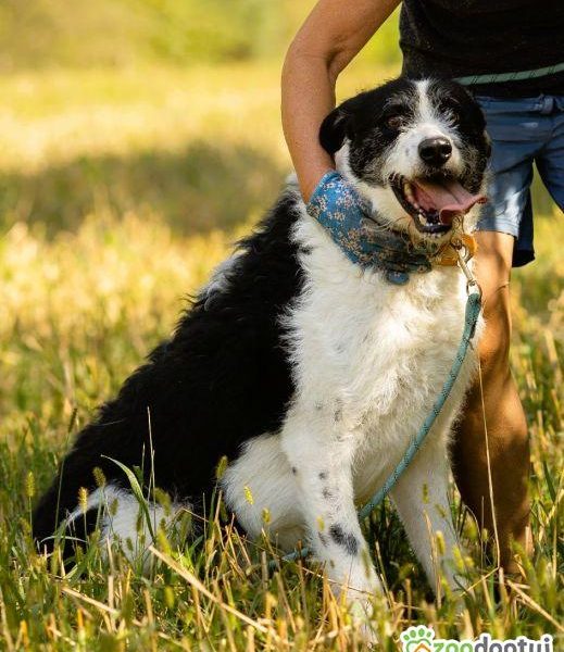 DONALD - piękny psiak w typie wyżła/wilczarza szuka domu