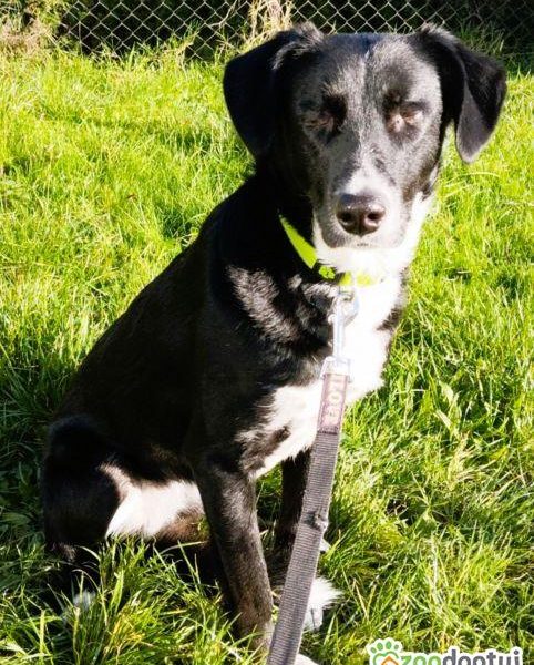 KORSA - niewidoma sunia, która kocha ludzi szuka super domu