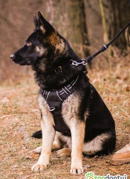 NERO - 9 miesięczny, piękny owczarek szuka najlepszego domu
