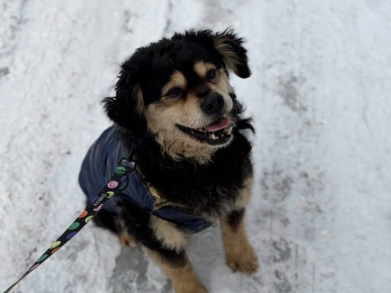Banan - cudowny psiak uratowany z łańcucha