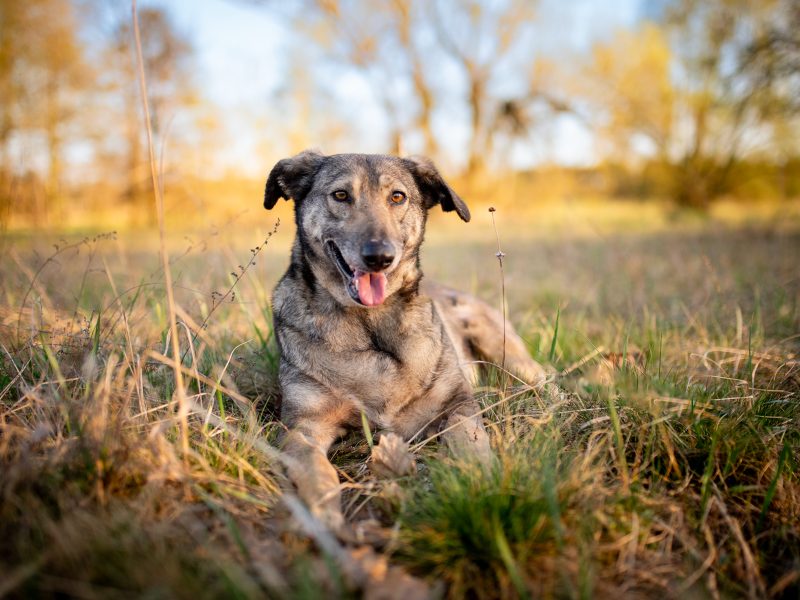 Karinka - niekonfliktowa, delikatna, spokojna sunia