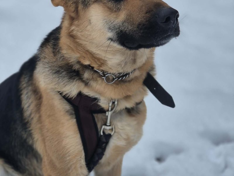 Młoda, radosna Mona w typie owczarka szuka domu!