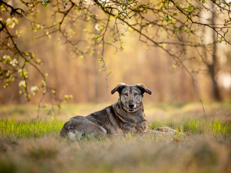 Karinka - niekonfliktowa, delikatna, spokojna sunia