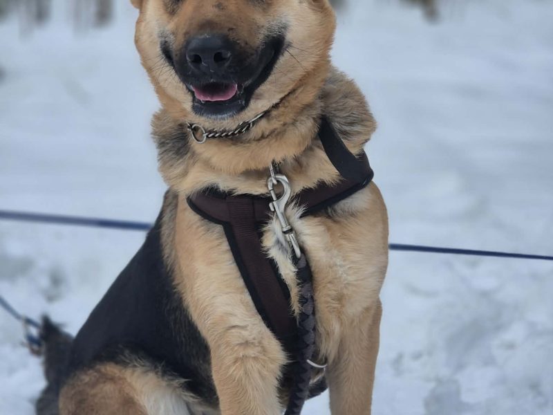 Młoda, radosna Mona w typie owczarka szuka domu!