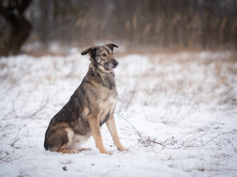 Karinka - niekonfliktowa, delikatna, spokojna sunia