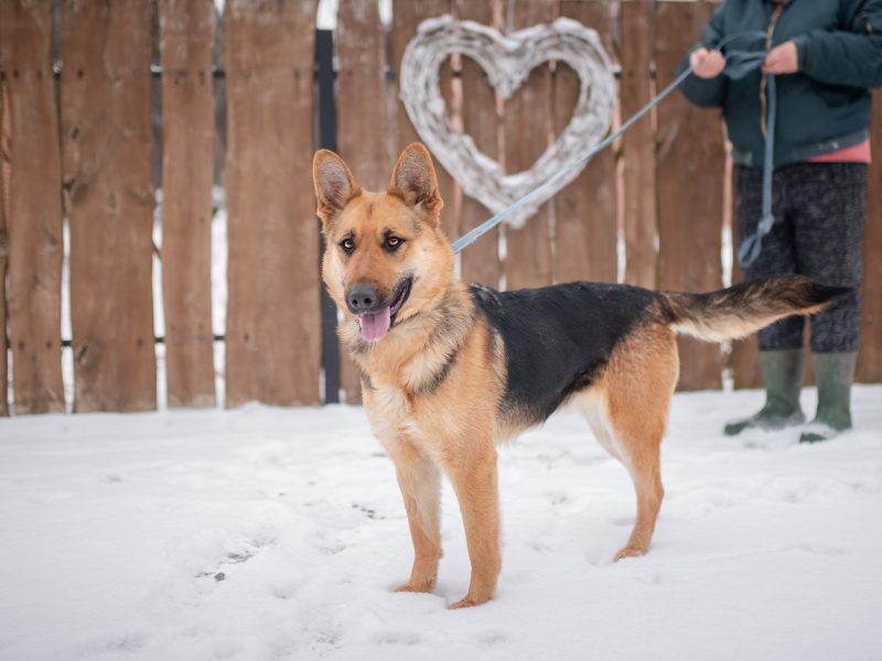 Młoda, radosna Mona w typie owczarka szuka domu!