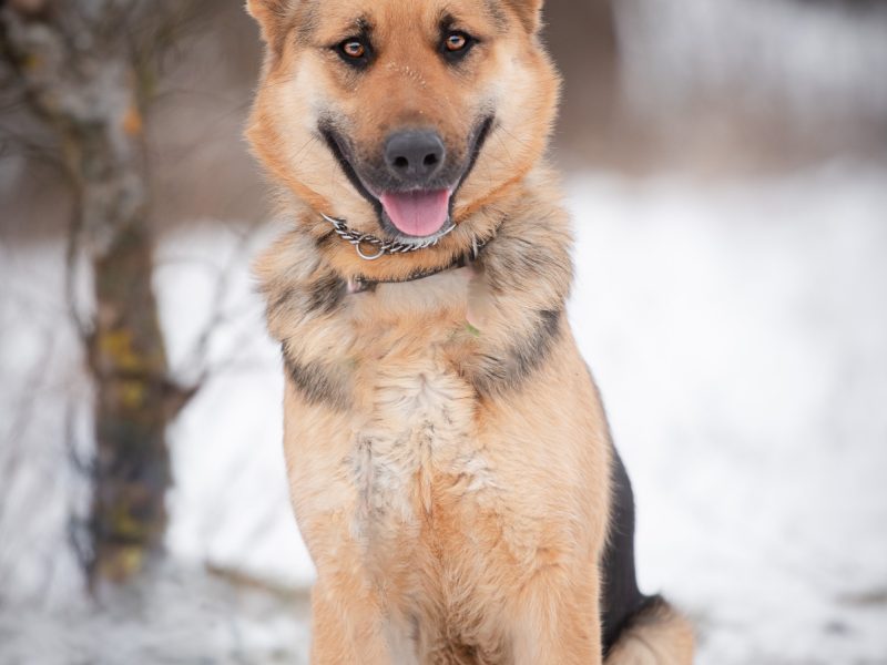 Młoda, radosna Mona w typie owczarka szuka domu!