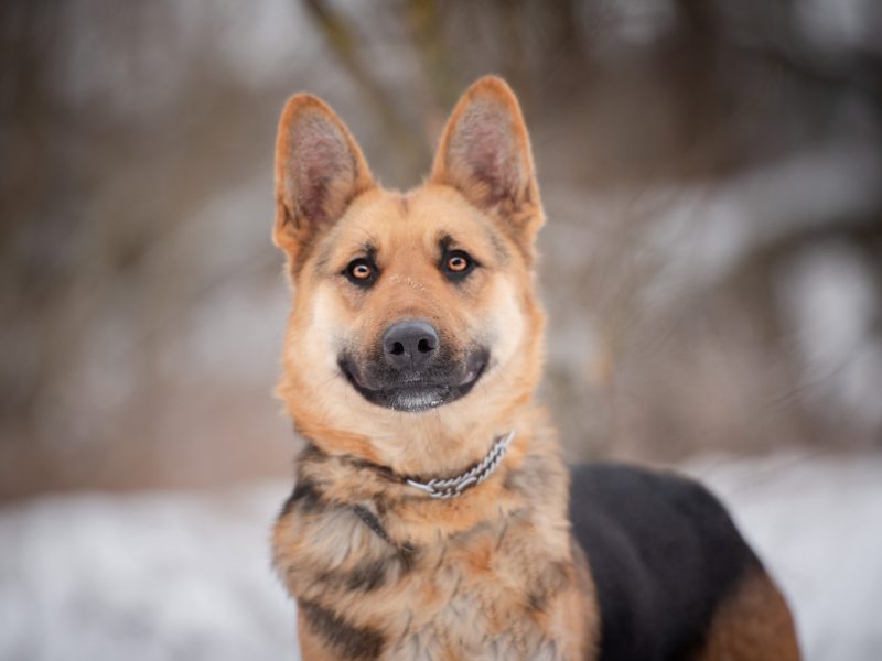 Młoda, radosna Mona w typie owczarka szuka domu!