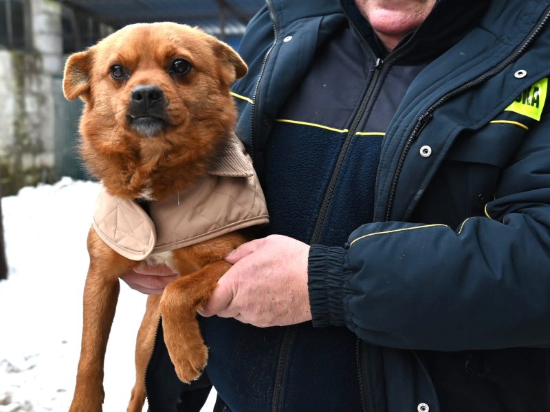 Słodki Ząbek szuka domu, za kilka dni grozi mu schronisko