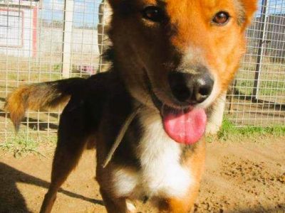 BRYŚ - młody, delikatny psiak szuka domu