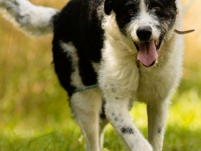 DONALD - piękny psiak w typie wyżła/wilczarza szuka domu