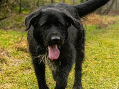 FADO - piękny psiak w typie wyżła szuka domu