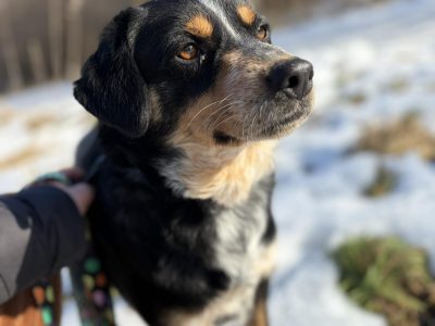 Solo - niekonfliktowy, wychowany psiak marzy o domu