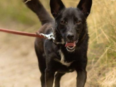 KIARA - nieduża, wrażliwa, kochana sunia, ADOPTUJ