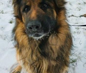 RAMBO - piękny owczarek niemiecki szuka domu