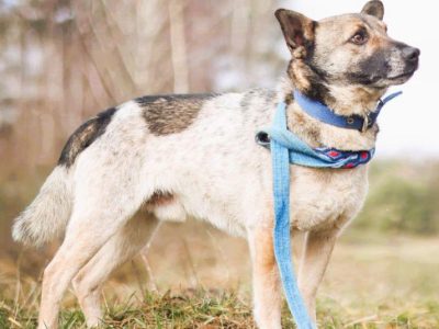 PRECELEK - niewielki, kochany psiak szuka domu