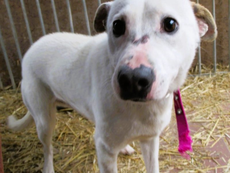 BIAŁASEK - kochany przytulaśny psiak szuka domu