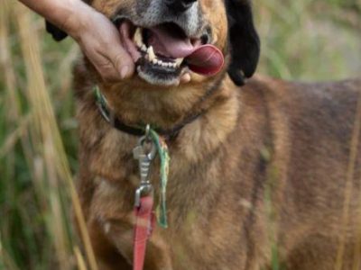 BODZIO - niezwykły, kochany psiak, którego nikt nie chce...