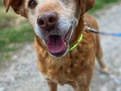 Staś - cudowny psi dziadek, przyjazny i wesoły