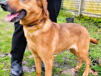 LIPKA - super wesoła, kochana sunia do adopcji