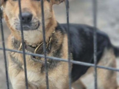 BETI - fantastyczna sunia szuka najlepszego domu