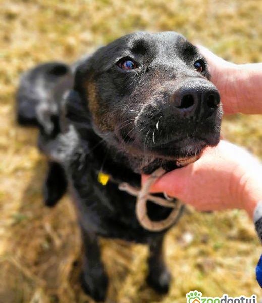 JAGÓDKA - mini labradorka szuka super domu
