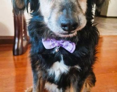 DZIADZIO - nie chce wracać do schroniska, ADOPTUJ!