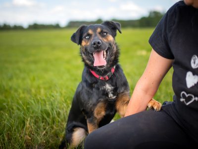 Gucio - młody, niekonfliktowy, wychowany psiak!