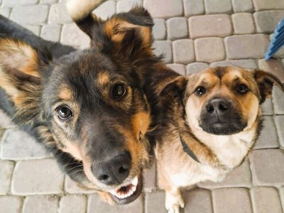 BOLEK i LOLEK - cudne psiaczki szukają domów