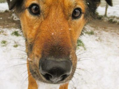 FIGO - cudowny psiak szuka najlepszego domu