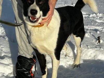 Pako - przyjazny, wesoły, proludzki karelczyk mix