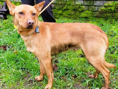 FREDZIK - piękny psiak a typie psa faraona ADOPTUJ