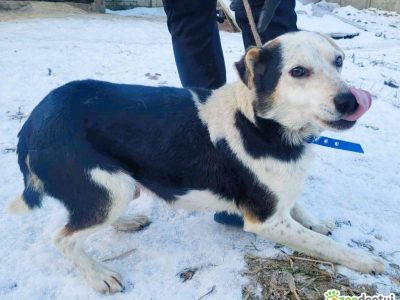 BALU - kochany psiak traci nadzieję w schronisku